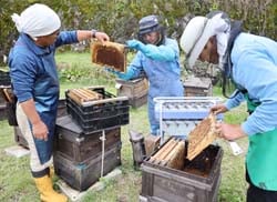 地元で採蜜作業を行う矢沢さん（左）ら従業員