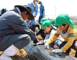 青柳担当理事に教わりながらジャガイモを植えつける園児