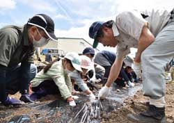 家族でジャガイモの定植をする参加者