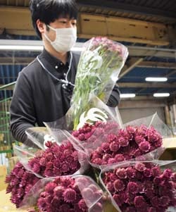 アストランチアの検品作業（長野県下伊那郡豊丘村で）