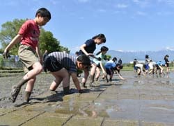 目印に沿って丁寧に田植えする児童ら