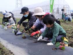 家族で苗を定植する参加者ら