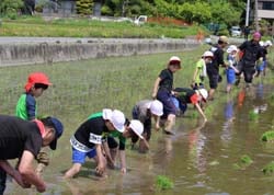 三穂盛年の会と田植えを行う児童
