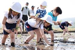 関係者に見守られながら田植えを体験する児童（長野県茅野市で）