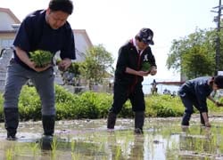 真剣な表情で苗を植える参加者