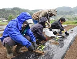 ピーマン苗の定植に挑戦する受講生と職員