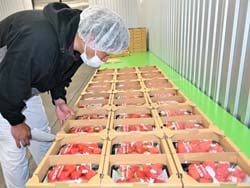 一粒一粒目視で確認するJA職員
