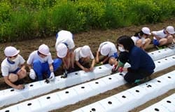 レタス苗を定植する児童と佐原さん