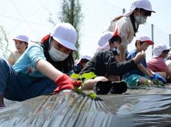真剣に苗を植える児童（17日、長野県松本市にて）