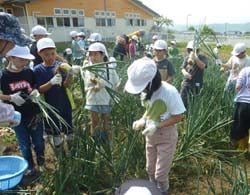 収穫する小学生