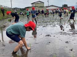 丁寧に田植えする児童