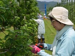 摘果作業に真剣に取り組む有沢さん