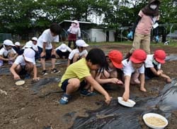 並んで大豆の種まきをする三水小の児童