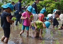 盟友とともに田植えを楽しむ園児