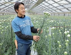 初出荷を迎えたカーネーションの生育状況を確認する星野さん