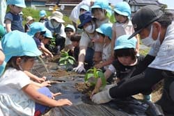 園児と一緒に夏野菜の植え付けをする班員