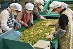 竜峡小梅のキズや擦れを確認する作業員