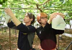 ぶどうの袋かけ作業に真剣に取り組む大学生