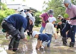 協力し田植えをする親子