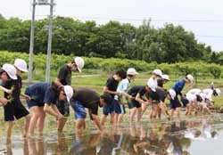 昔ながらの手植えを行う喬木第一小の児童