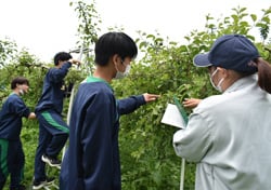 摘果の方法を質問する生徒と教える営農技術員