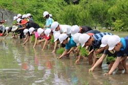 泥だらけで田植えをする児童ら