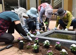 花壇に花を植える女性部員
