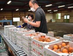 あんずの状態を確認しながら出荷準備をする職員