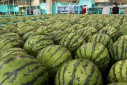 共選所に持ち込まれたすいか（12日、長野県松本市で）