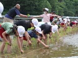 田植えを行なう児童
