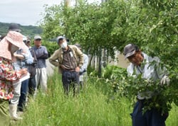 リンゴの摘果作業について説明する営農技術員