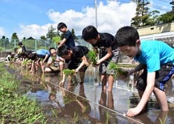 一列に並んで手植えをする児童ら