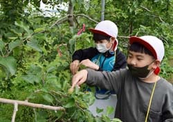 相談しながら摘果をする児童たち