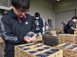 検品作業を行うJA職員ら