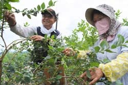 ふたりで収穫作業をする牧内さん夫婦