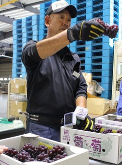 出荷されたブドウの品質を入念にチェックする検査員