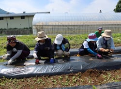 並んでエダマメの種をまく職員