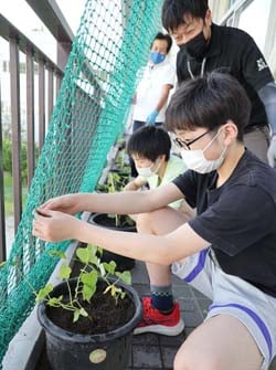 職員が支援した上諏訪中学校のグリーンカーテンづくり