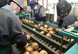 玉ねぎを選果する選果員ら