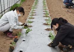 ミニトマトの定植作業をする新採用職員