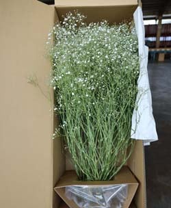 花カーゴを用いた宿根カスミ草の出荷形態