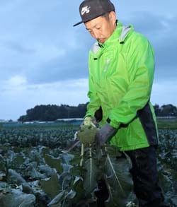 ブロッコリーの収穫を行う菊池さん（午前4時53分のようす）