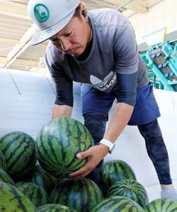 収穫したばかりのすいかを出荷する生産者
