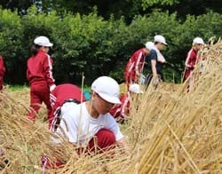 慎重に小麦を刈り取る児童