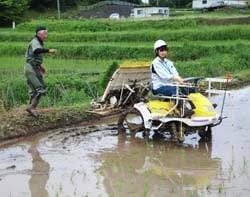 田植えをする職員