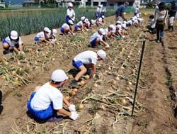 タマネギを収穫する小学生