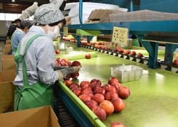 選果品をパックに詰める流通センター従業員
