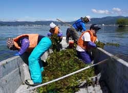 ヒシのつるを腕や手に絡ませ、根っこから引き抜く参加者