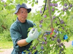 色づきを確認し丁寧にプルーンを収穫する佐藤さん