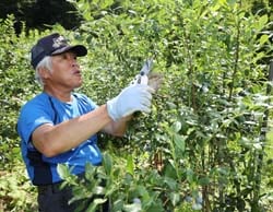 ブルーベリー農園を管理する林会長